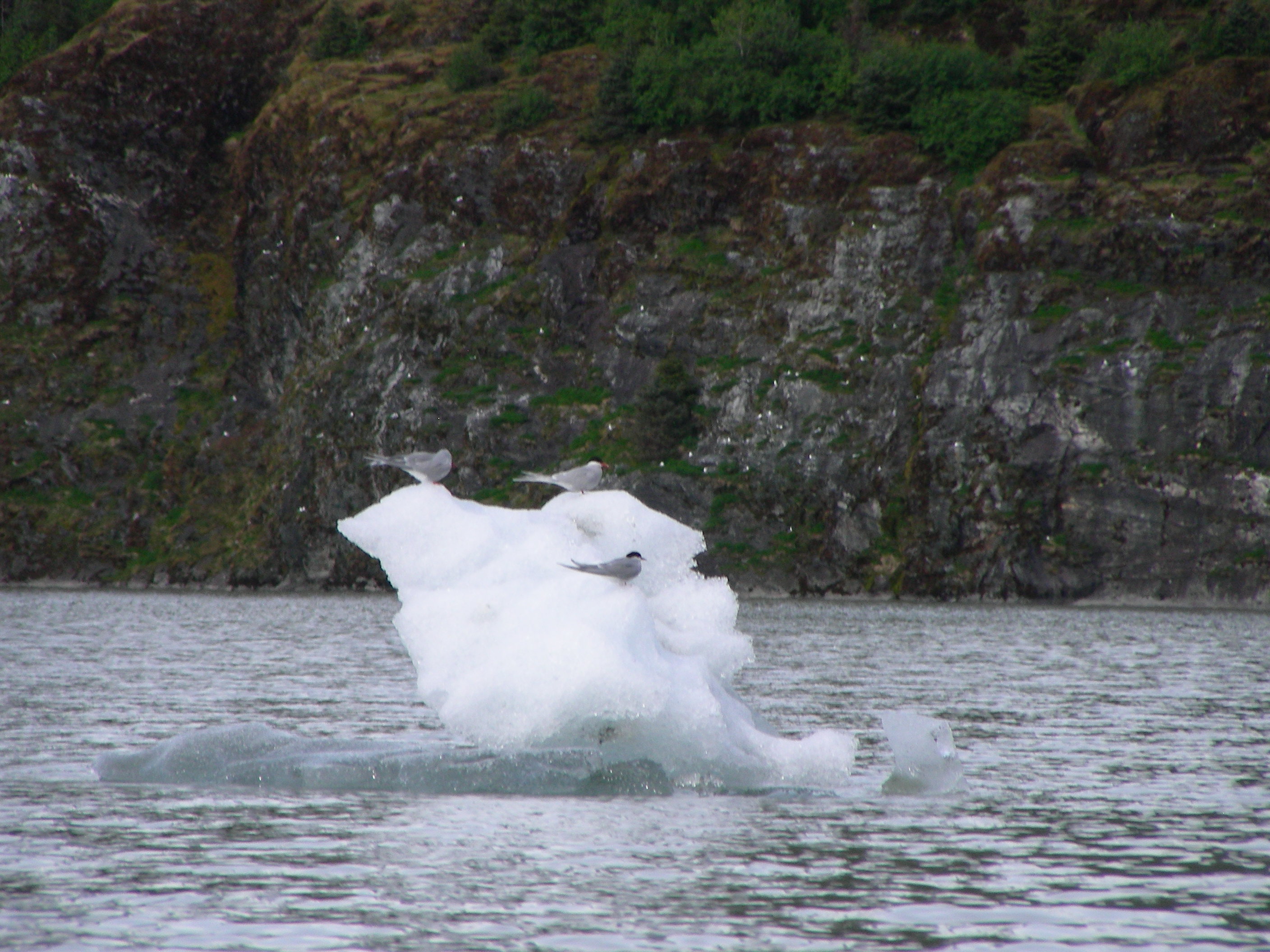 ./2017/08 - Alaska Cruise/08 - Juneau/DSCN9479.JPG